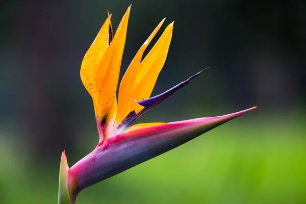 Strelitzia fleur — Photo