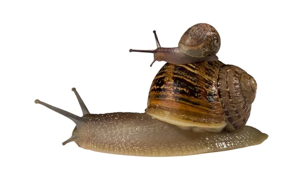 Small Snail Riding on Bigger Snail — Stock Photo, Image