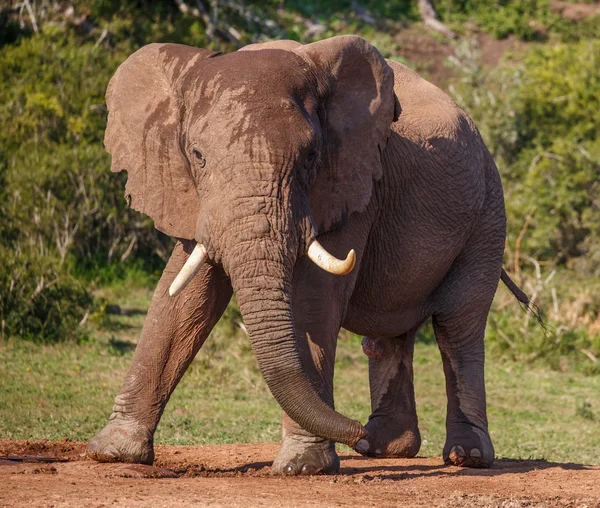 Африканский слон с большими бивнями — стоковое фото
