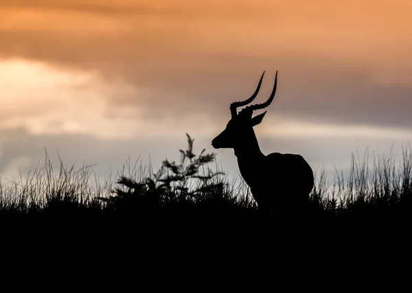 Afrikanische Antilopensilhouette — Stockfoto