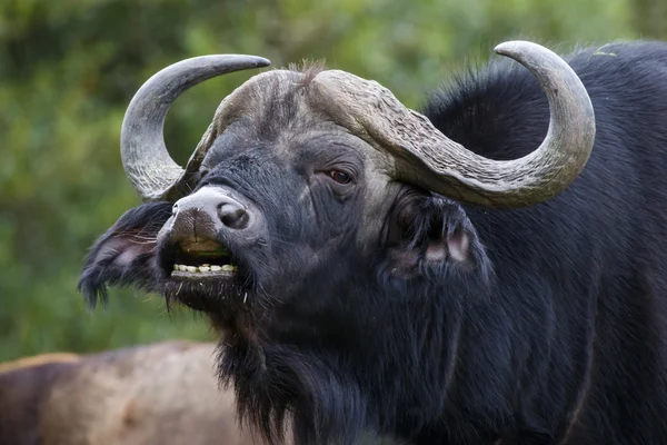 Cape Buffalo Flehmen svar Stockfoto