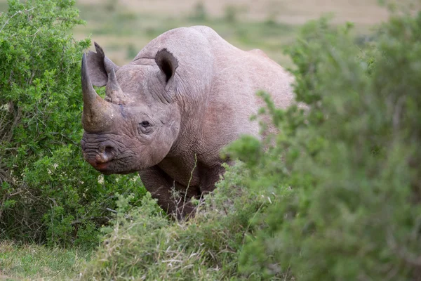 Handsome Black Rhino — Stock Photo, Image