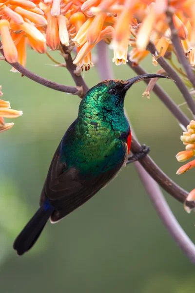 Jižní Double límcem Sunbird — Stock fotografie