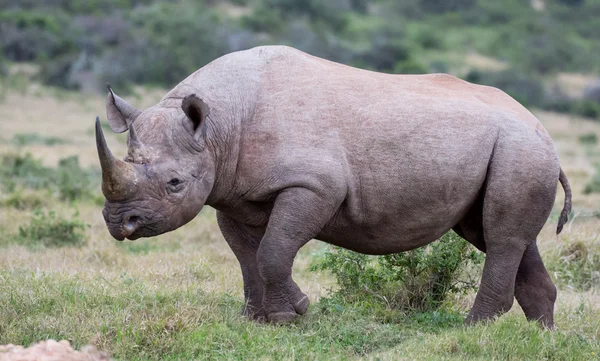 Knappe zwarte Rhino — Stockfoto