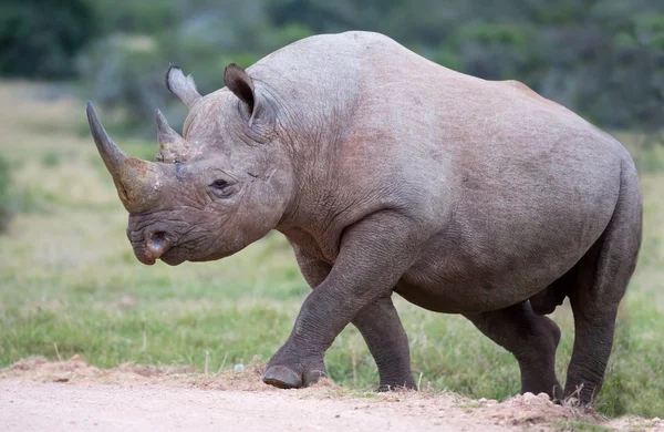Krásný černý nosorožec — Stock fotografie