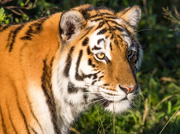 Tigre selvagem gato — Fotografia de Stock