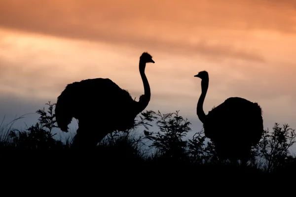 Silueta de par de avestruz — Foto de Stock