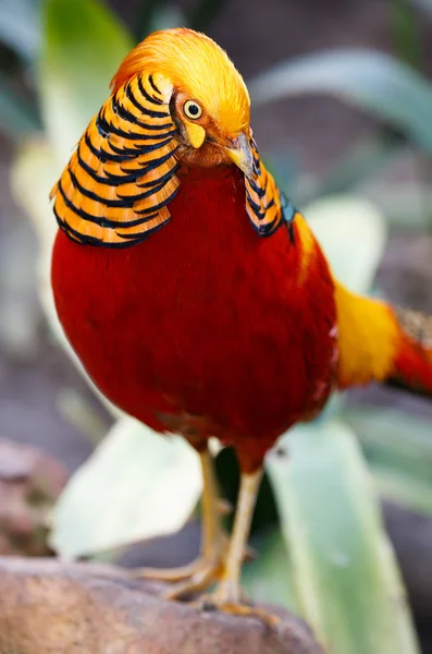 Bel oiseau faisan doré mâle — Photo