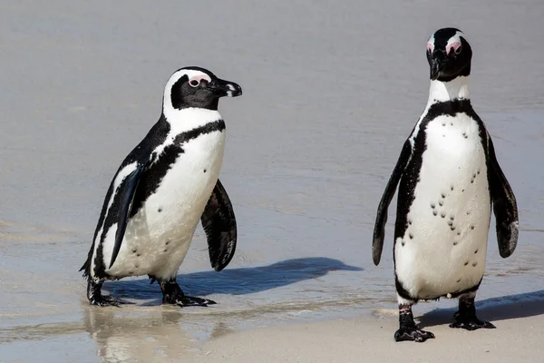 Afrikanska pingviner vid havet — Stockfoto