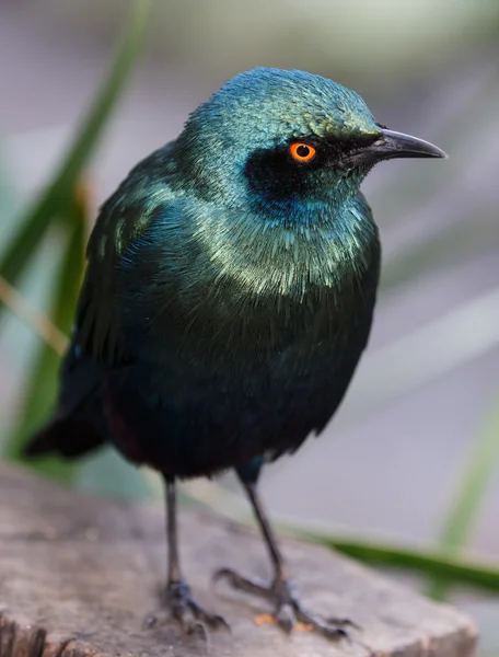 Lesklý starling pták — Stock fotografie