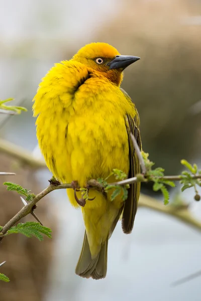 Male Cape Weaver Bird — Stock Photo, Image