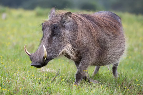 Retrato de warthog — Fotografia de Stock