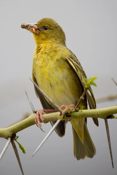 Weaver Bird with Insects in it 's Beak — стоковое фото