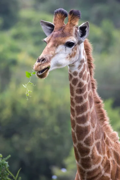 Giraffe in Afrika — Stockfoto