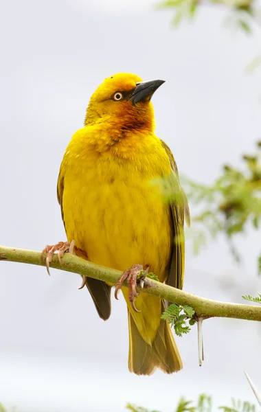 Mužské Cape Weaver pták — Stock fotografie
