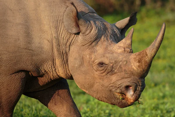 Zwarte neushoorn — Stockfoto