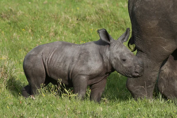 Mignon Bebe Rhinoceros Blanc Images Libres De Droit Photos De Mignon Bebe Rhinoceros Blanc Depositphotos
