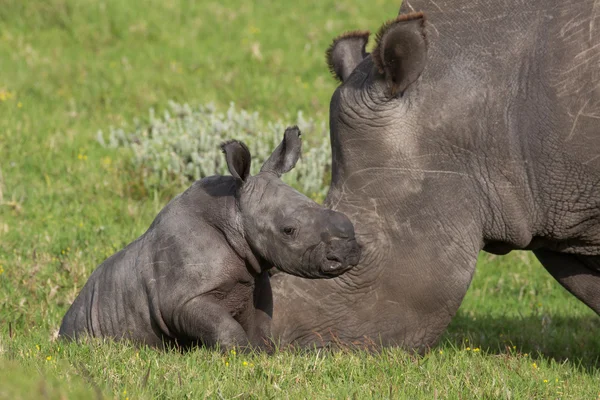 Bebek beyaz rhino — Stok fotoğraf