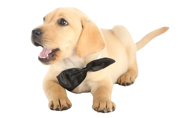 Adorable cachorro con pajarita —  Fotos de Stock