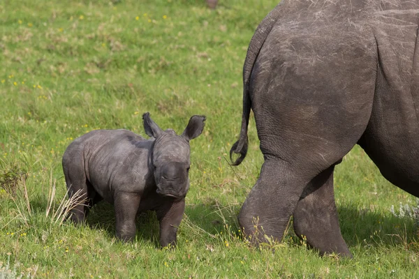 Niño rinoceronte blanco —  Fotos de Stock