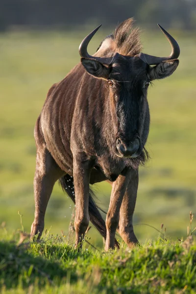 Wildebeest antilop med långa horn — Stockfoto