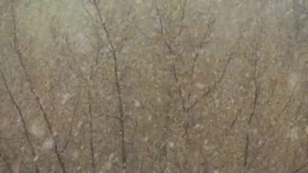 Árvore sob a queda de neve na primavera — Vídeo de Stock