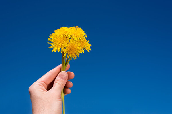 Female hand with a bunch of dandelions