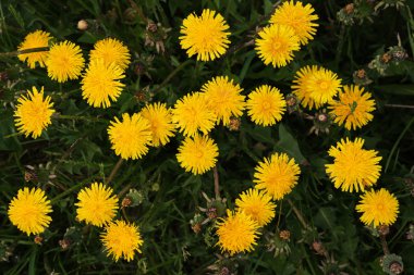 Dandelions alanında