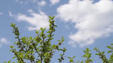 Rüzgarda sallayarak dal