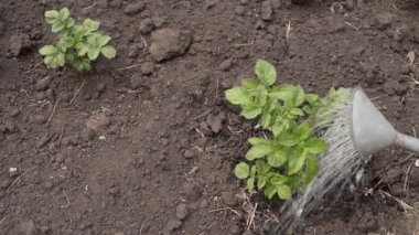 Patates çalılar sulama