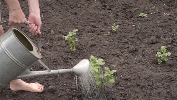 Woman watering potato bushes — Stock Video