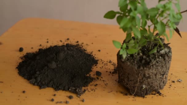 种植前的污垢 — 图库视频影像