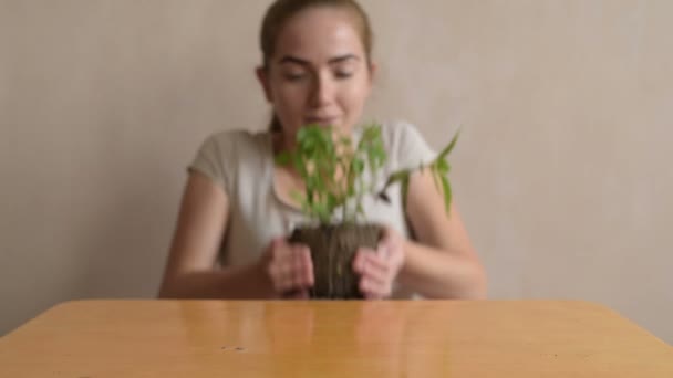 Putting basilicum sprout op tafel — Stockvideo