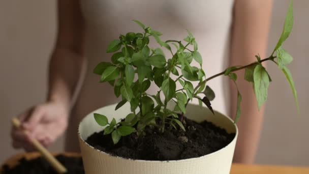 Mettre la saleté dans le pot de fleurs avec germe — Video