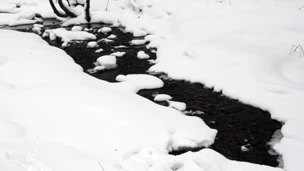 在冬天的森林里溪 — 图库视频影像