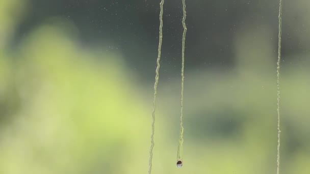 Gotas en la ventana — Vídeos de Stock