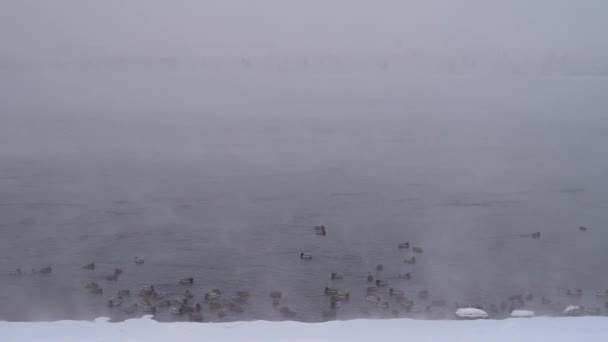 Femme jogging sur la rive de la rivière d'hiver — Video