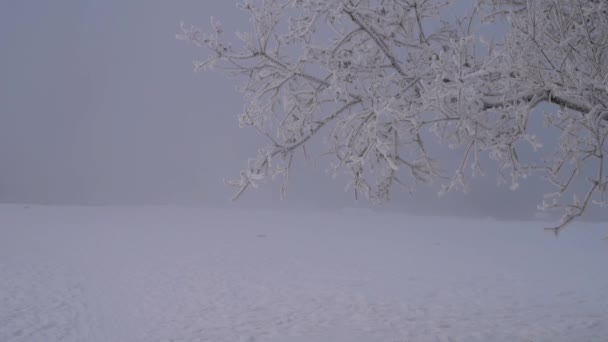 Árvore na margem nebulosa do rio de inverno — Vídeo de Stock