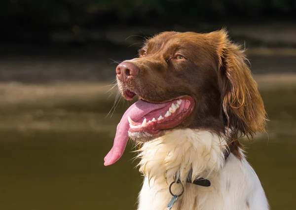 Springer Spaniel Hund — Stockfoto