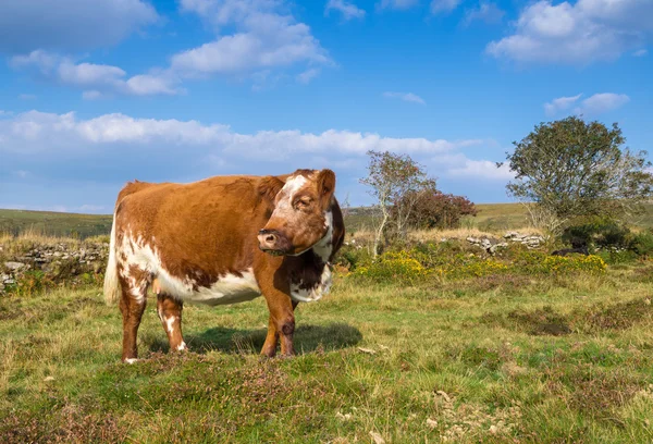 Brown and White Cow — Stock Photo, Image