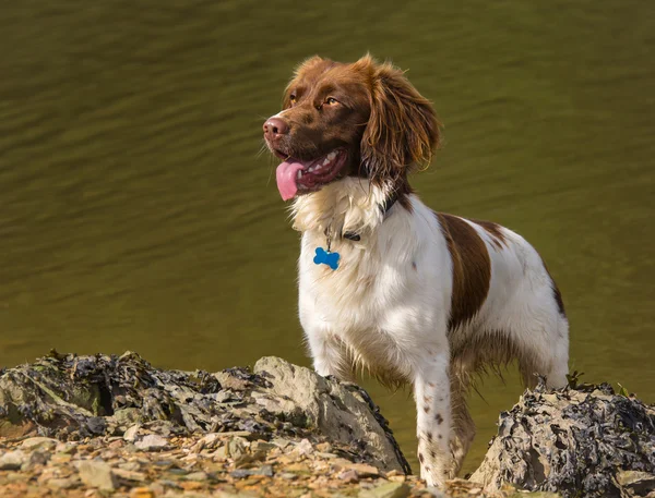 Brown e White Springer Spaniel Dog Fotografias De Stock Royalty-Free