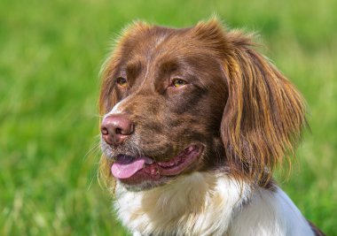 Springer spaniel