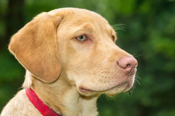 Labrador pes — Stock fotografie