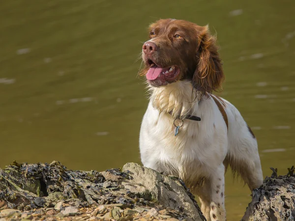 Hnědá a bílá pes kokršpaněl Springer — Stock fotografie