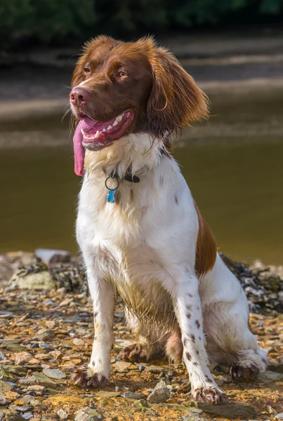 Hnědá a bílá pes kokršpaněl Springer — Stock fotografie