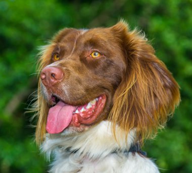 Springer spaniel köpek