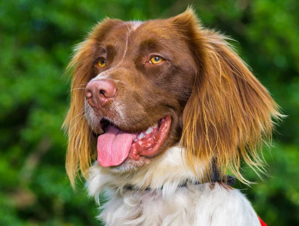 Springer Spaniel Hund — Stockfoto