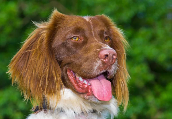 Springer Spaniel Hund — Stockfoto