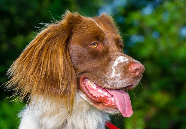 Springer Spaniel Hund — Stockfoto