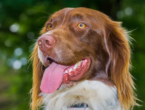 Springer spaniel cane — Foto Stock